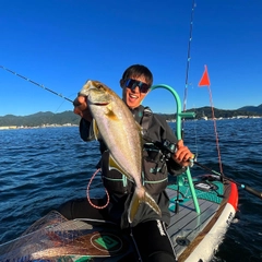 カンパチの釣果