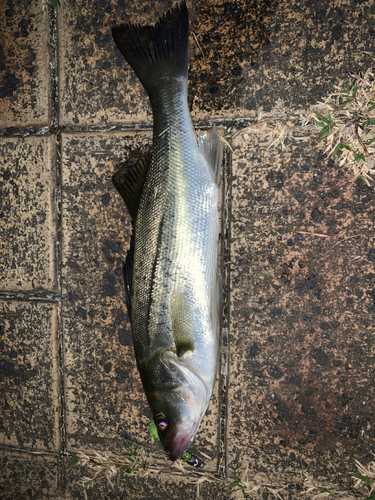 セイゴ（マルスズキ）の釣果