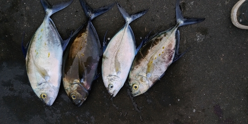 ナンヨウカイワリの釣果