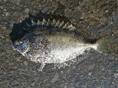 アイゴの釣果