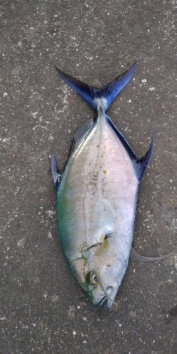 ナンヨウカイワリの釣果