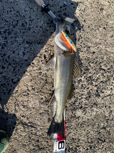 シーバスの釣果