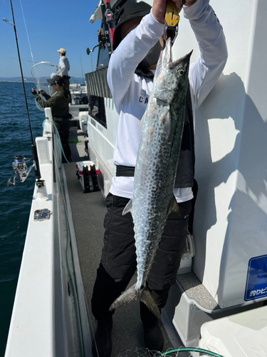 サワラの釣果