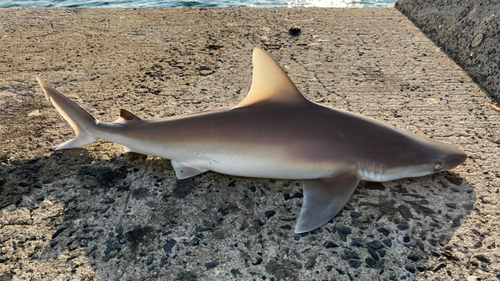 サメの釣果