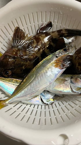 アジの釣果