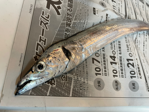 タチウオの釣果