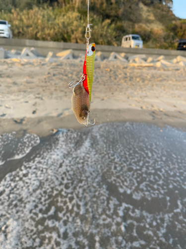 シタビラメの釣果