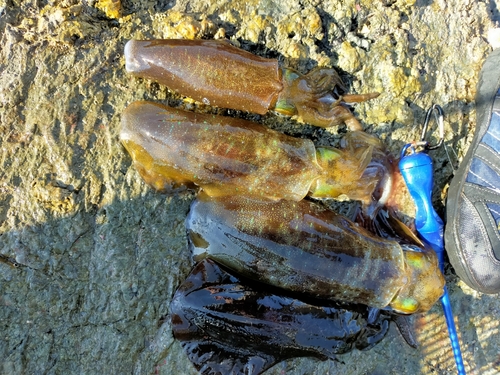 アオリイカの釣果