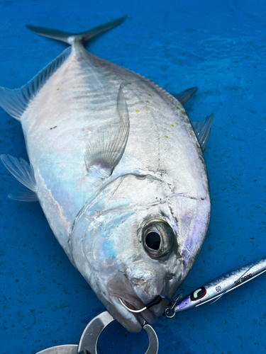 クロヒラアジの釣果