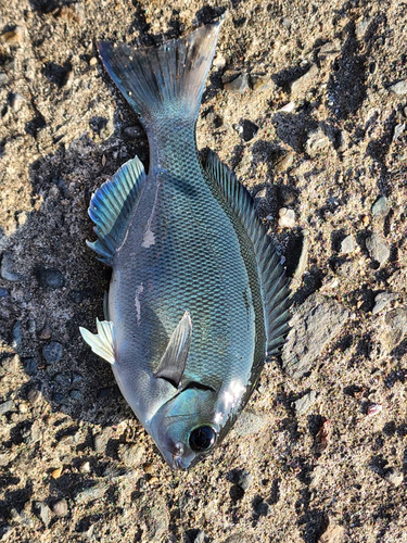 メジナの釣果