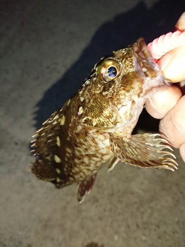 カサゴの釣果