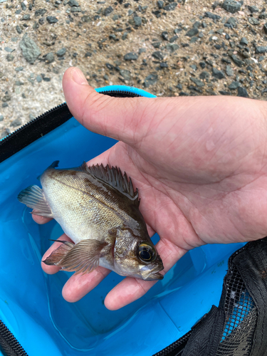 シロメバルの釣果