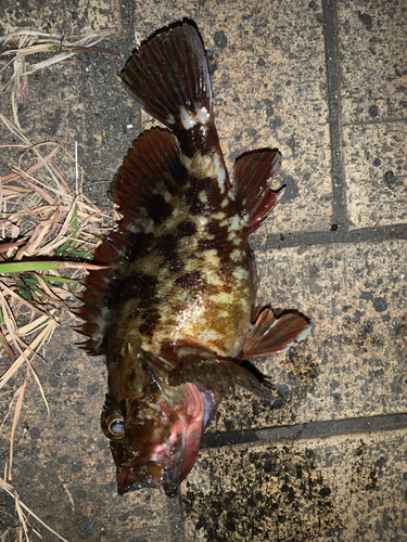 アラカブの釣果