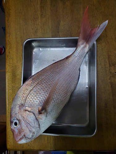 タイの釣果