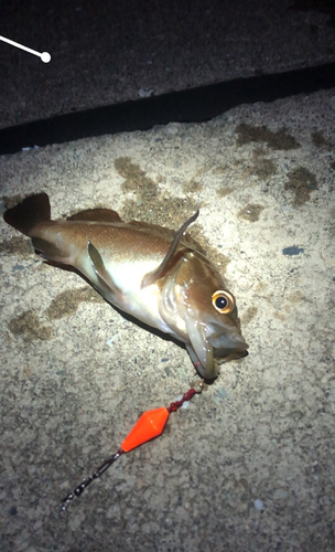 エゾメバルの釣果