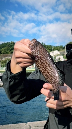 オオモンハタの釣果