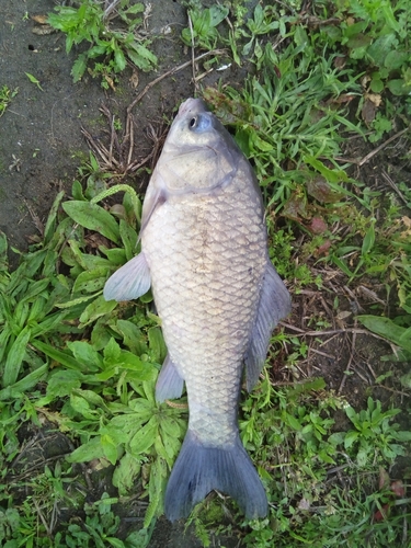 マブナの釣果