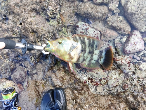 ミツバモチノウオの釣果