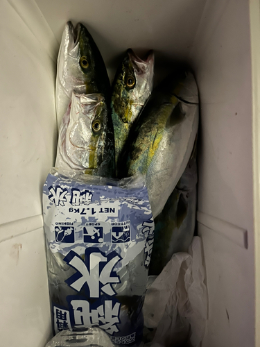 ハマチの釣果