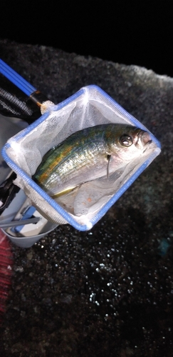 タカベの釣果