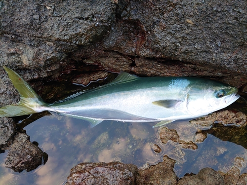 ヤズの釣果