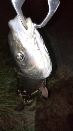 マルタウグイの釣果