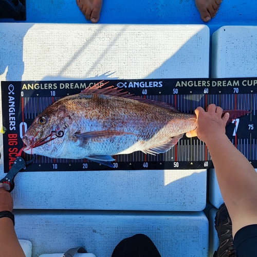 マダイの釣果