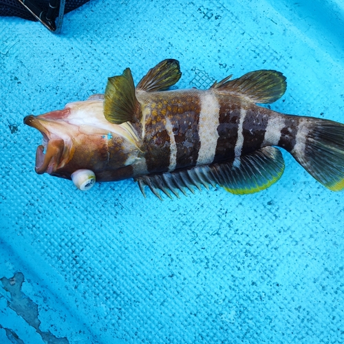 アオハタの釣果