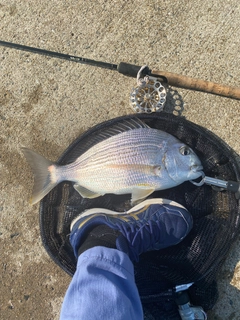 ヘダイの釣果