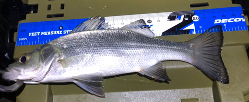 シーバスの釣果