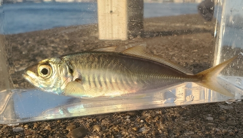 マアジの釣果