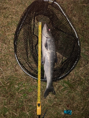 ニゴイの釣果