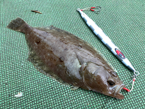 カレイの釣果