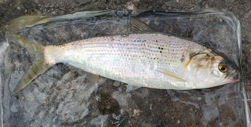 コノシロの釣果