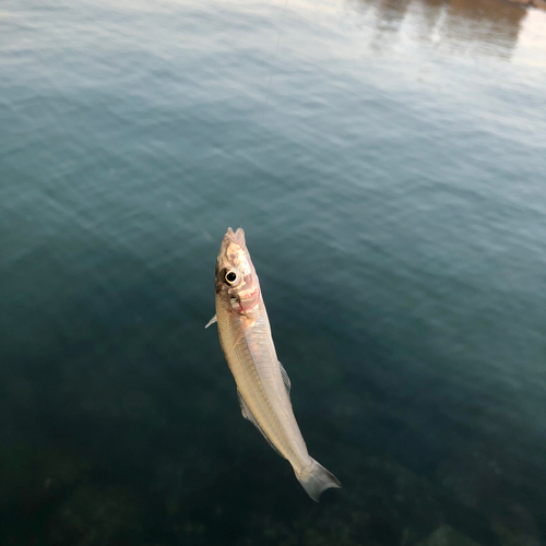 キスの釣果