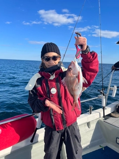 マダイの釣果