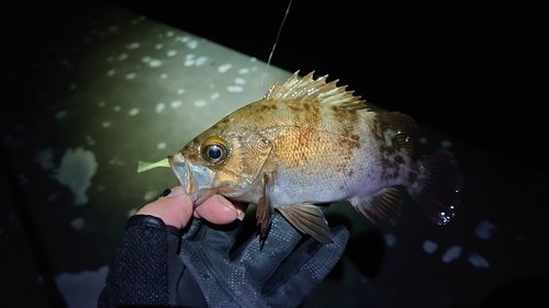 メバルの釣果