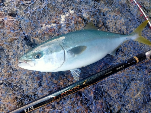 ハマチの釣果