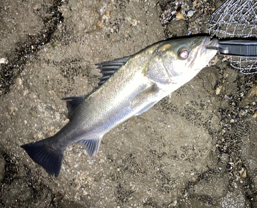 スズキの釣果