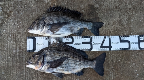 クロダイの釣果