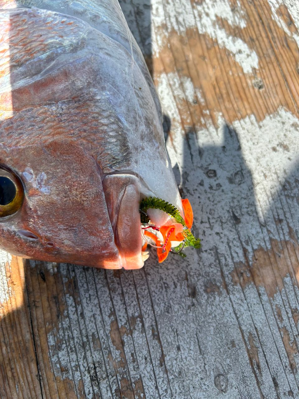 タイラバ船RUSHさんの釣果 2枚目の画像