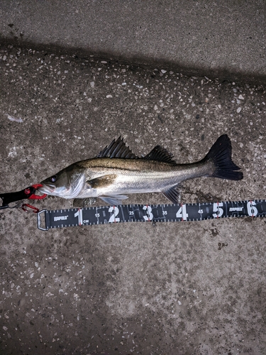 シーバスの釣果