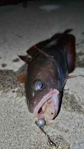 ドンコの釣果