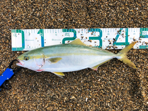 ハマチの釣果