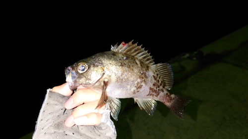 メバルの釣果