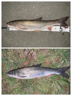 マルタウグイの釣果