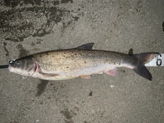 マルタウグイの釣果