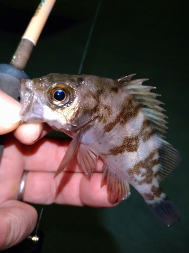 メバルの釣果