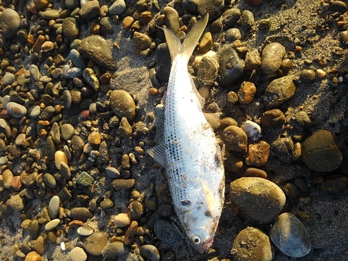 コノシロの釣果