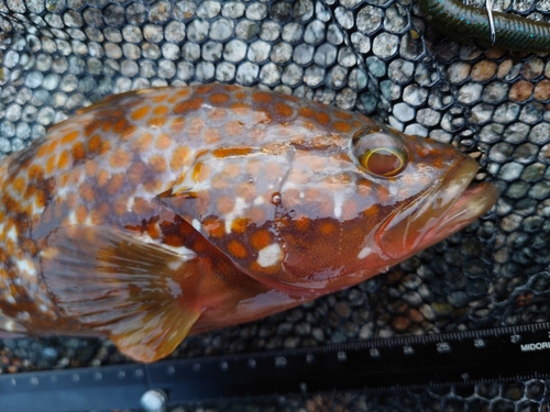 キジハタの釣果